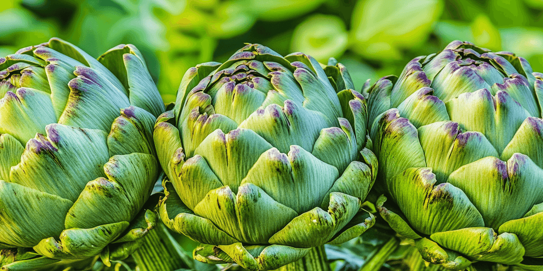 Green artichoke surrounded by leaves