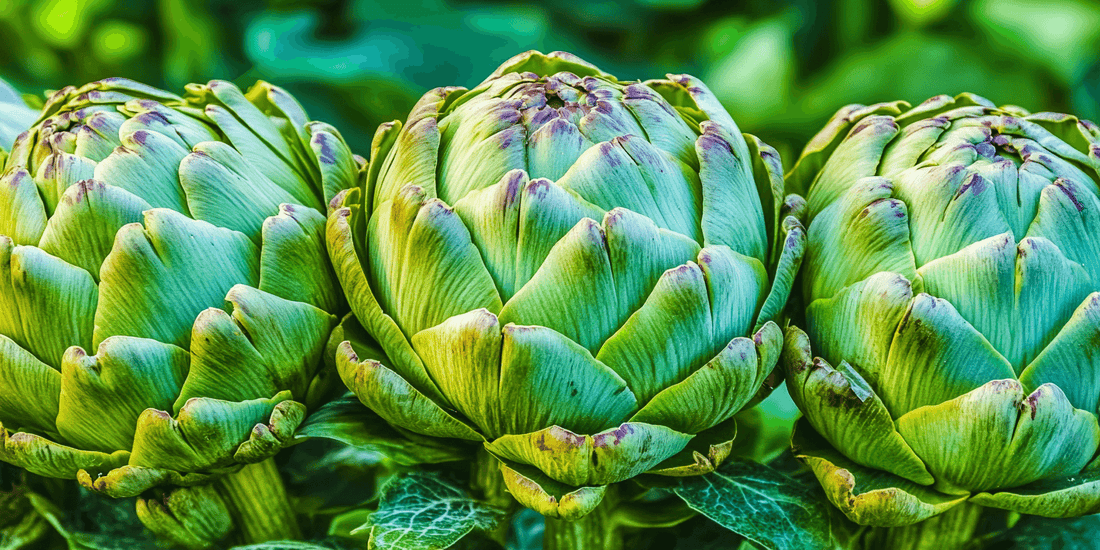 Green artichokes among silvery leaves