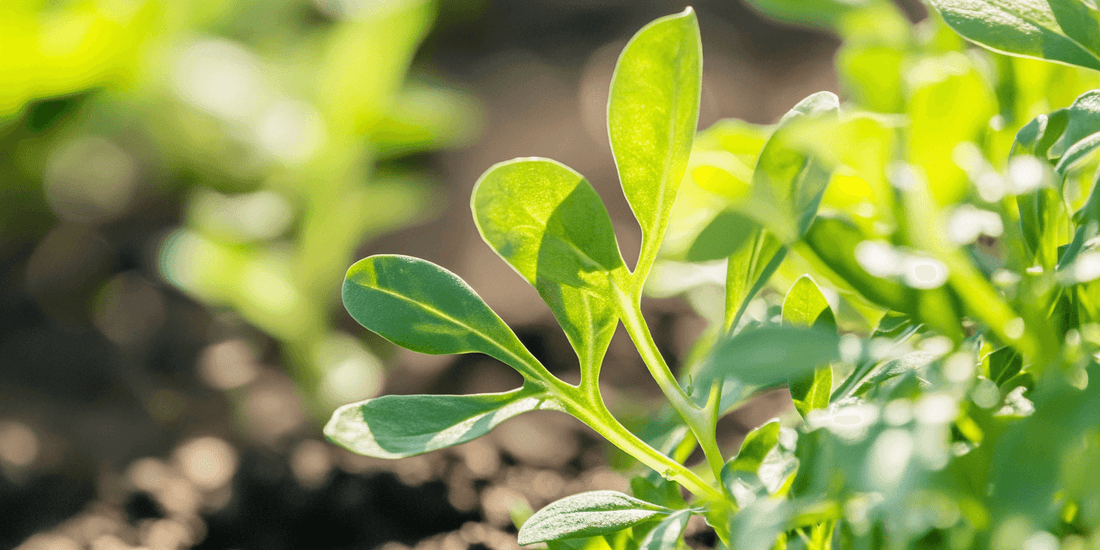 Young arugula plants