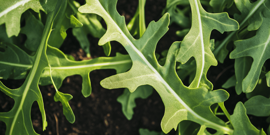 Lobed leaves of wild arugula