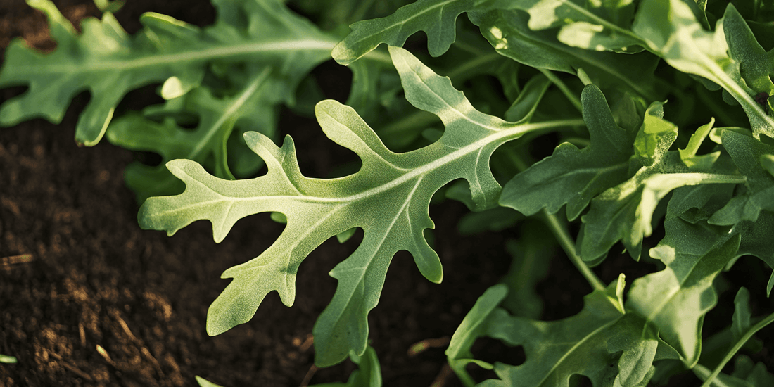 Heirloom Arugula Varieties: Preserving Flavorful Traditions