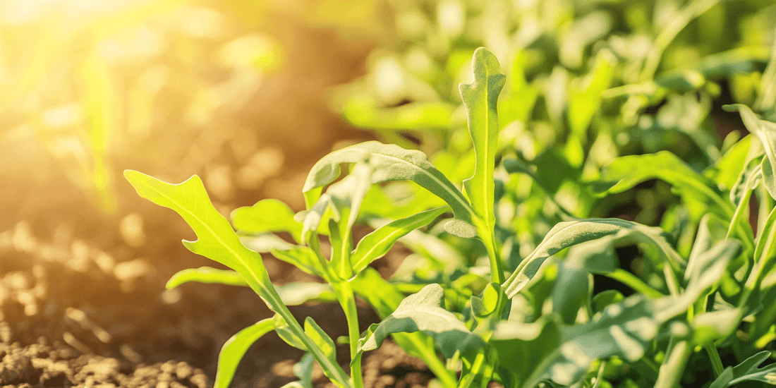 Arugula's Role in Permaculture Gardens - Grow Organic