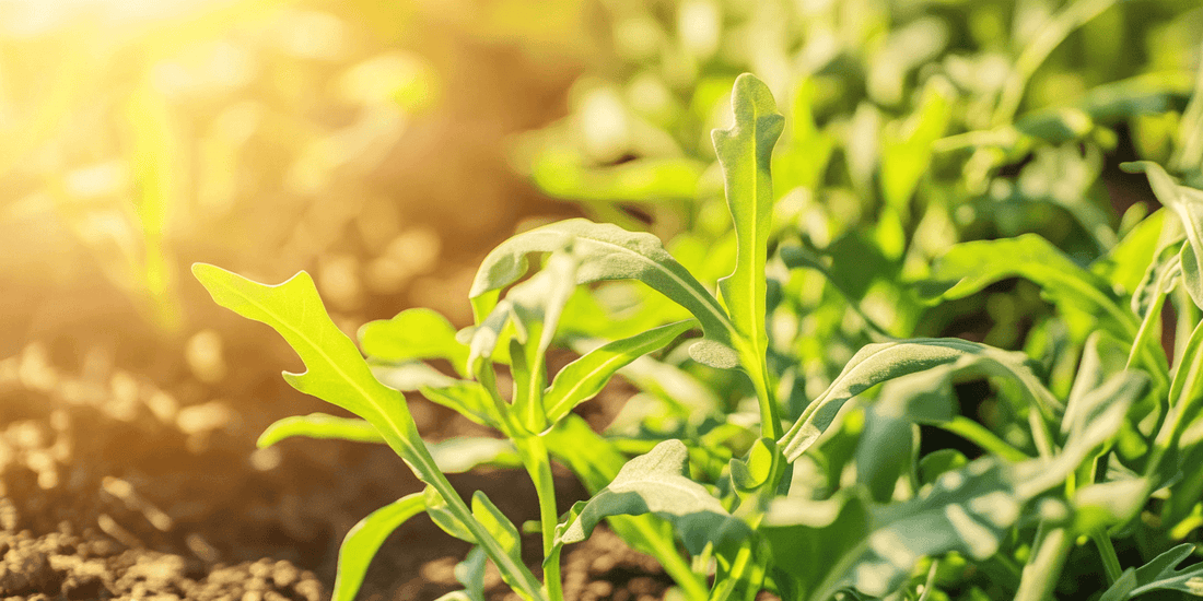 Rows of arugula seedlings