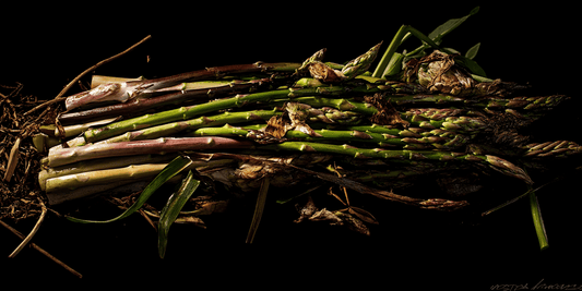 Fresh green and purple asparagus tips