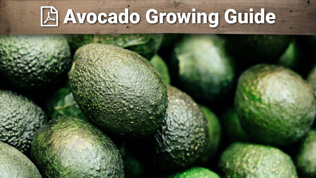 Avocado growing guide graphic over green fruit