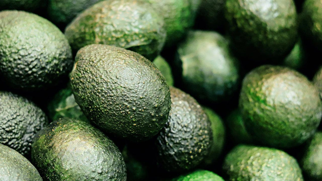 How to Grow Avocados: A Growing Guide - Grow Organic