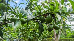 Green avocados hanging on a leafy tree