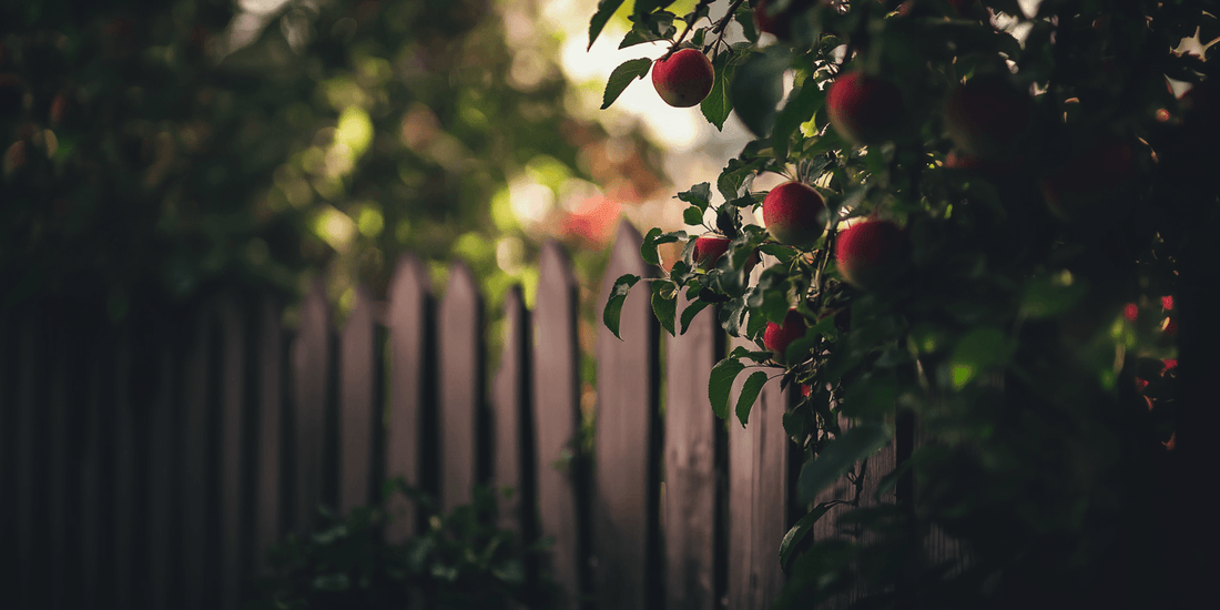 Different apple varieties growing in a home orchard