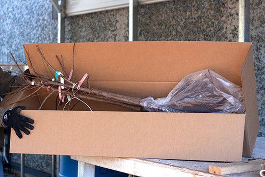 Bare Root Trees - Grow Organic