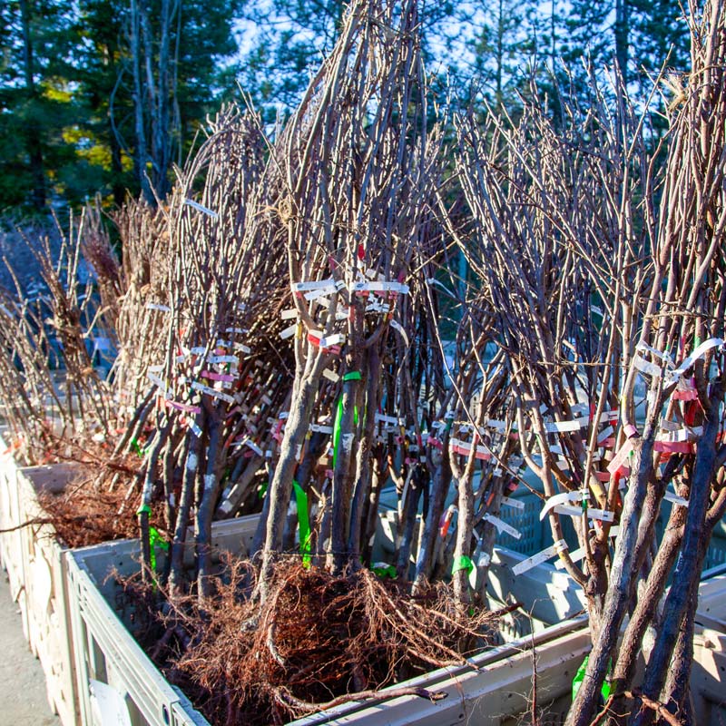 Bare Root Trees in Bins