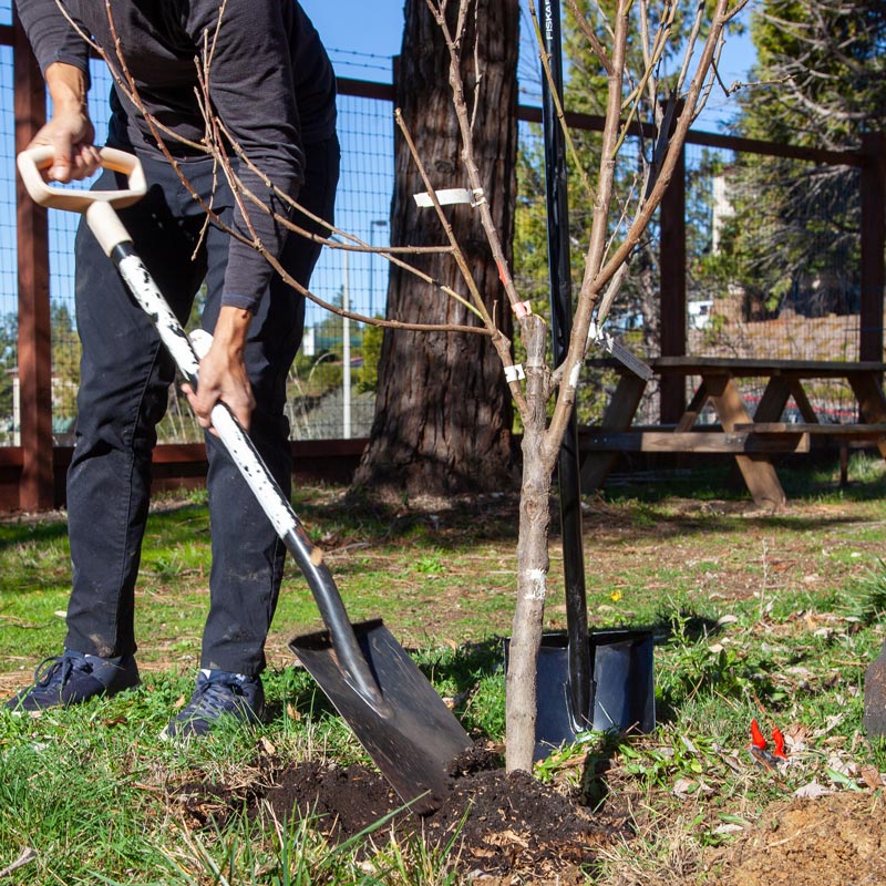 Planting a bare root fruit tree at the correct depth