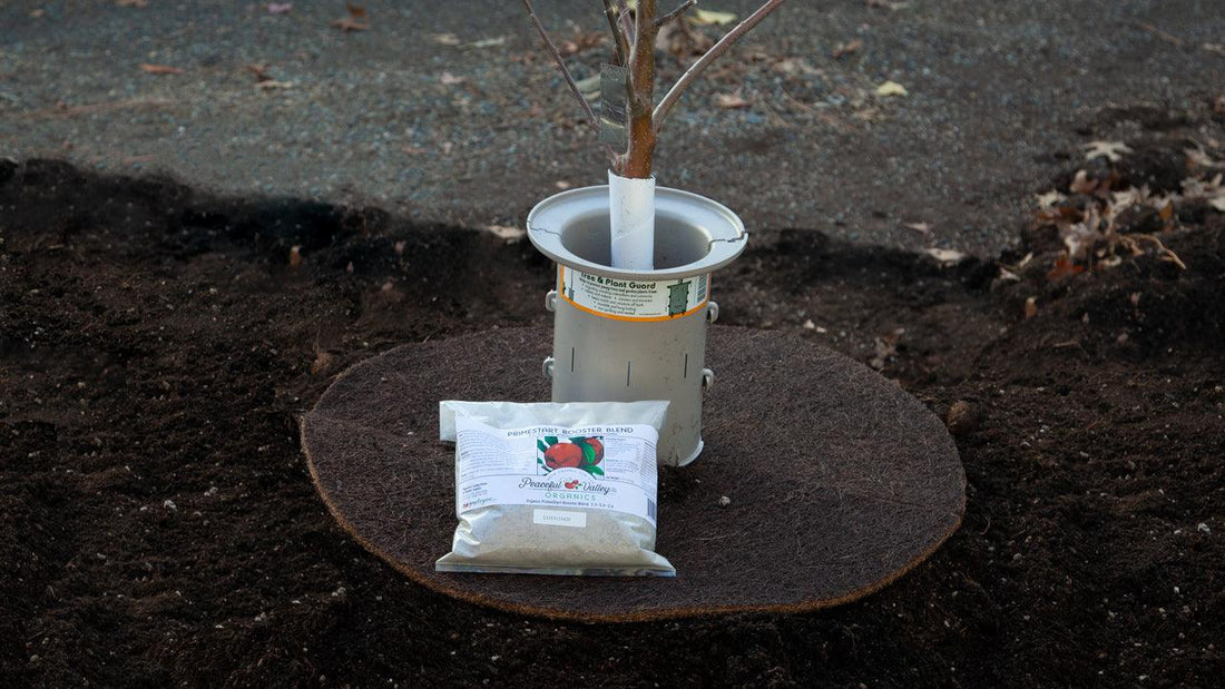 Young tree secured in a planting basin with a support collar