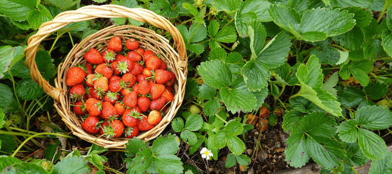 Basket of freshly harvested strawberries