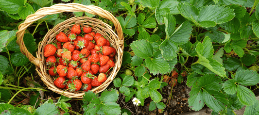 Basket of freshly harvested strawberries