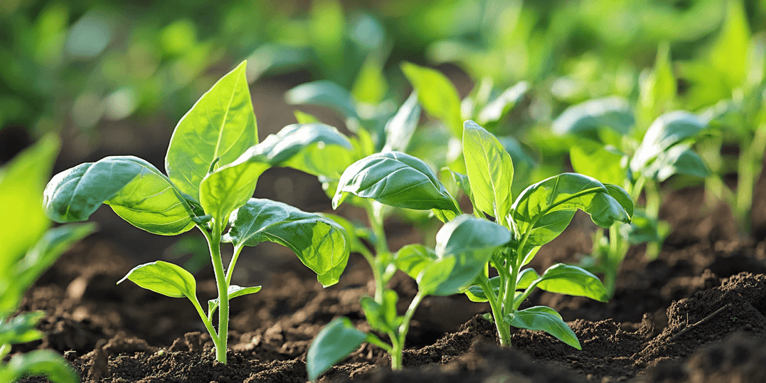 Basil seedlings growing together
