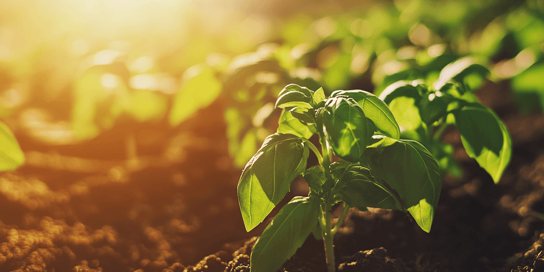 Basil seedlings in sunlight