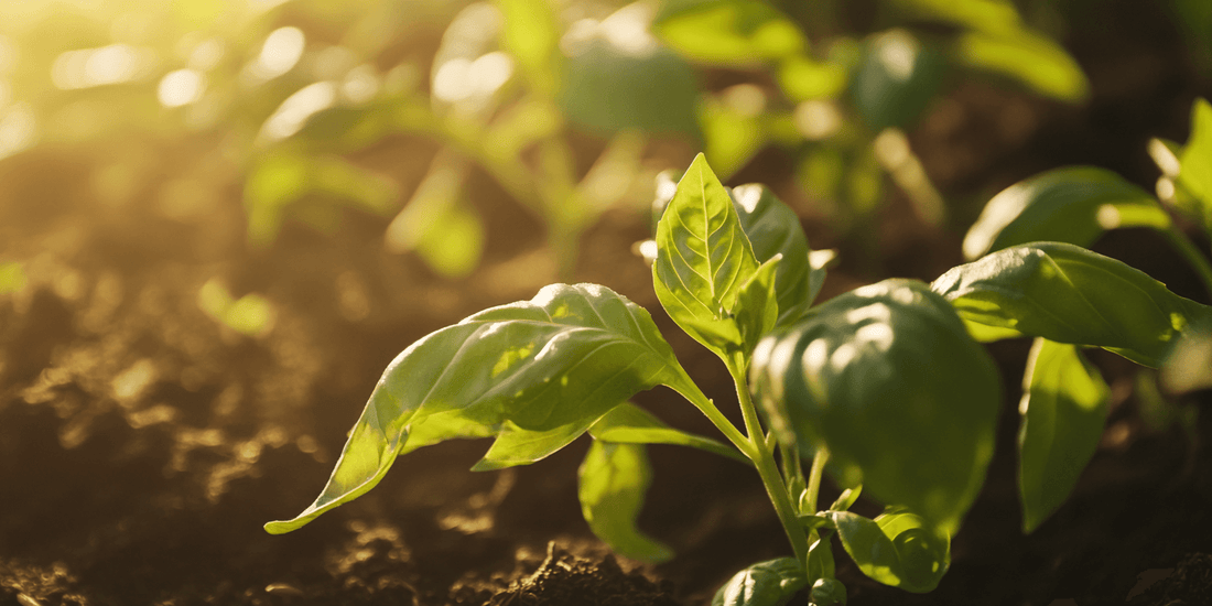 Leafy basil plant