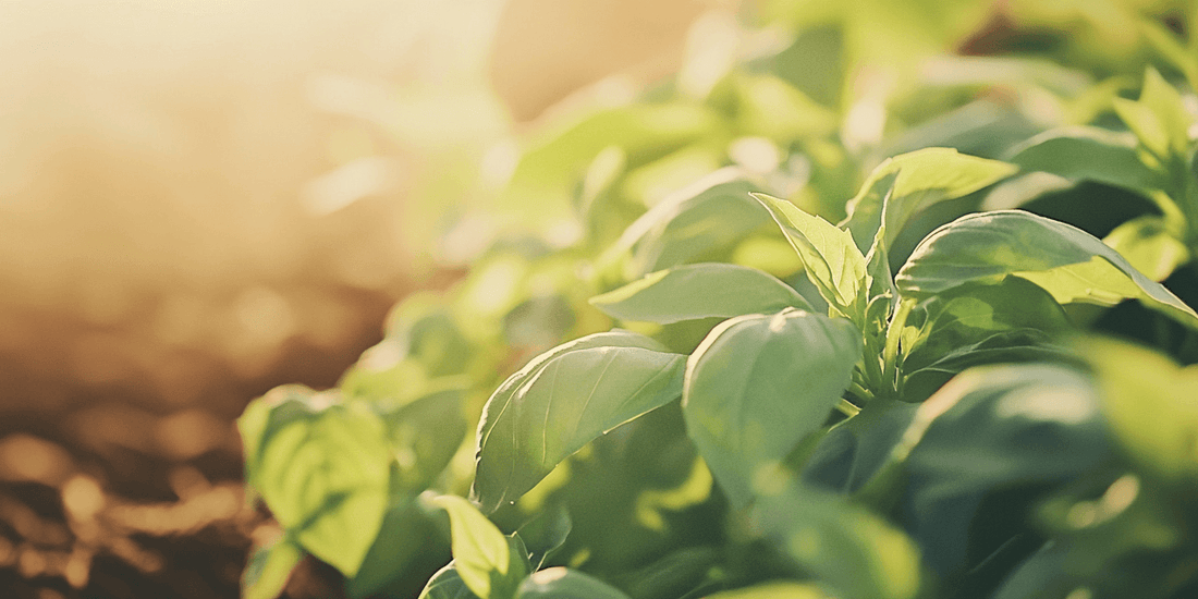 Basil plant with bright green leaves