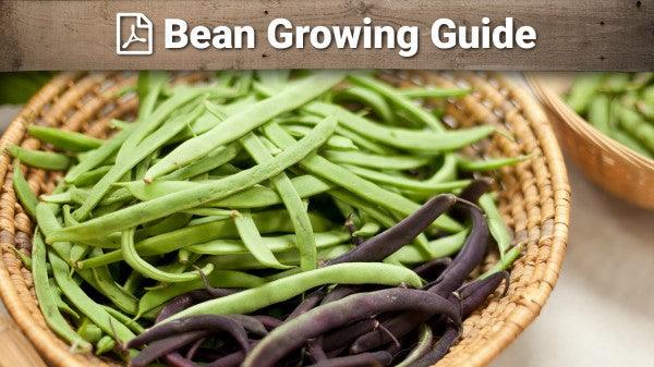 Bean growing guide graphic over green and purple beans