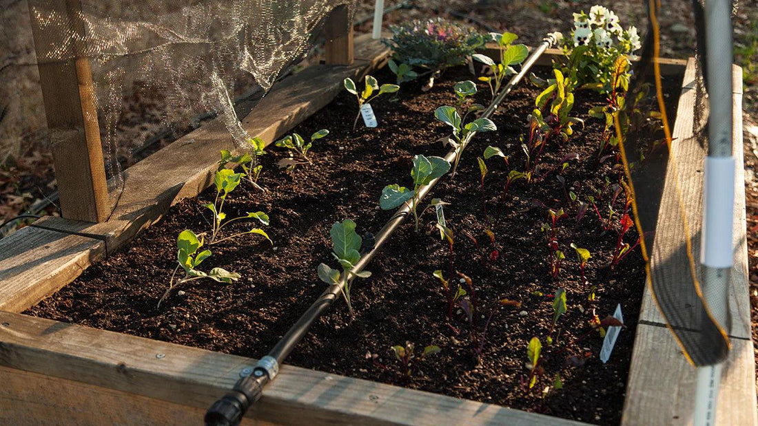 Drip irrigation tubing watering vegetables in a raised bed