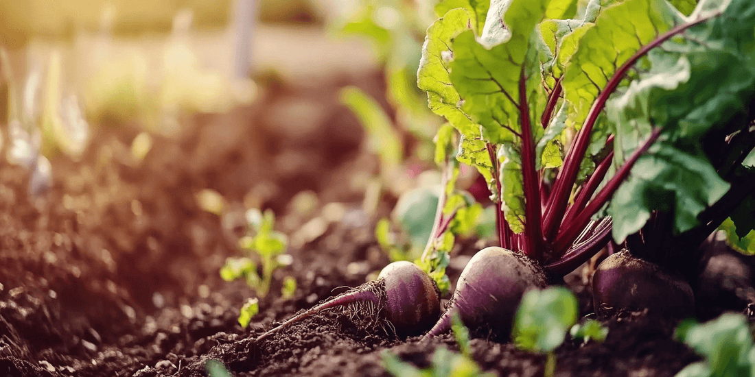 Freshly harvested beets lying in soil