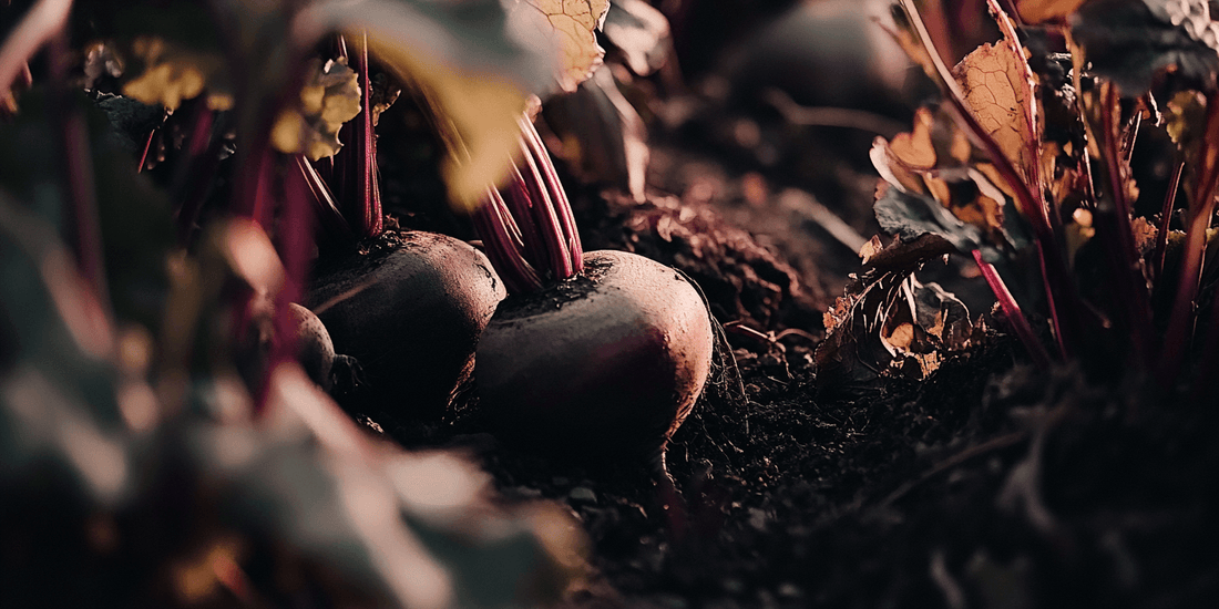 Hands harvesting beets from a garden