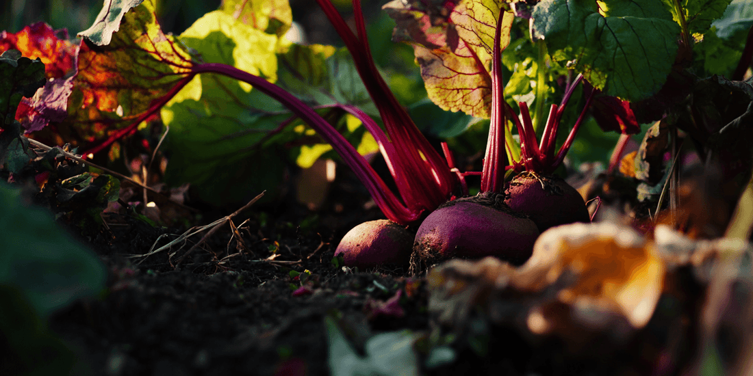 Red beets growing among green leaves