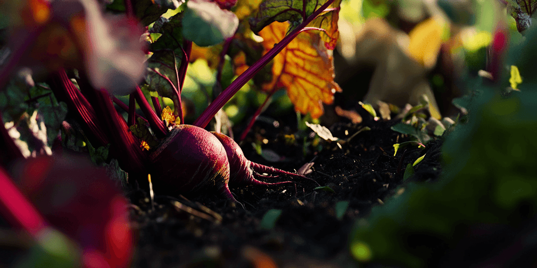 Hand harvesting a red beet from soil