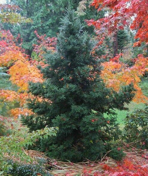 Evergreen tree with orange and green foliage