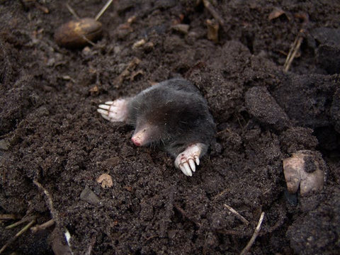 Mole emerging from dark garden soil
