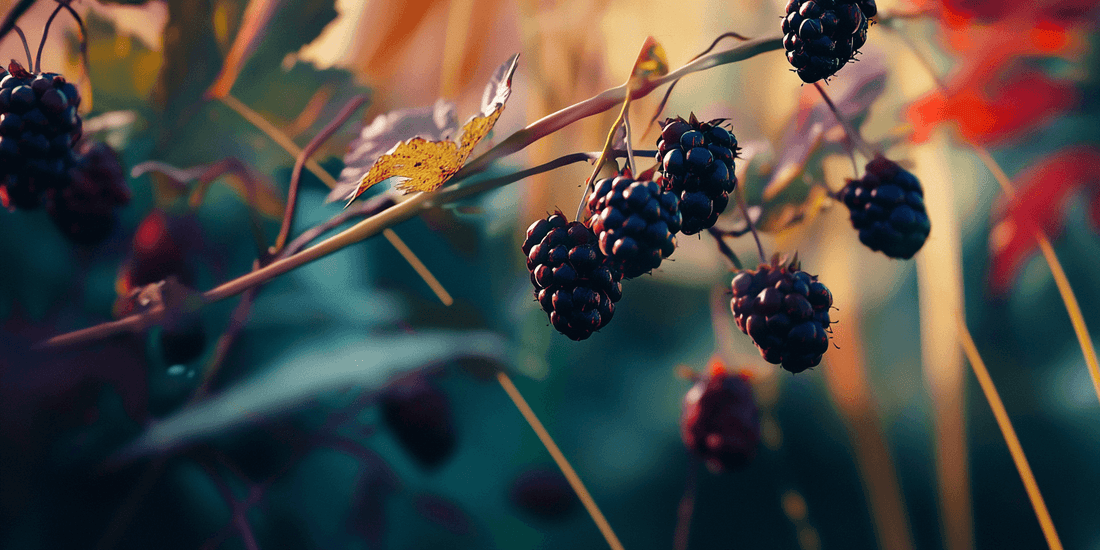 Dark blackberries ripening on canes