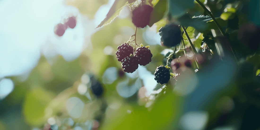 Blackberries at different ripening stages on a cane