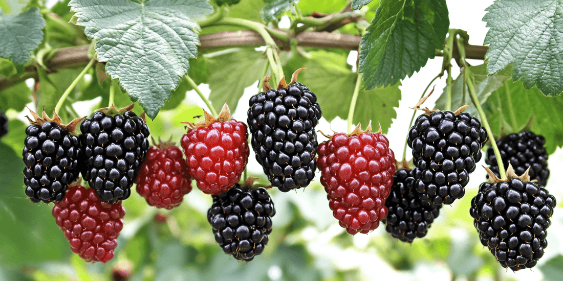 Blackberries at different ripening stages on a cane