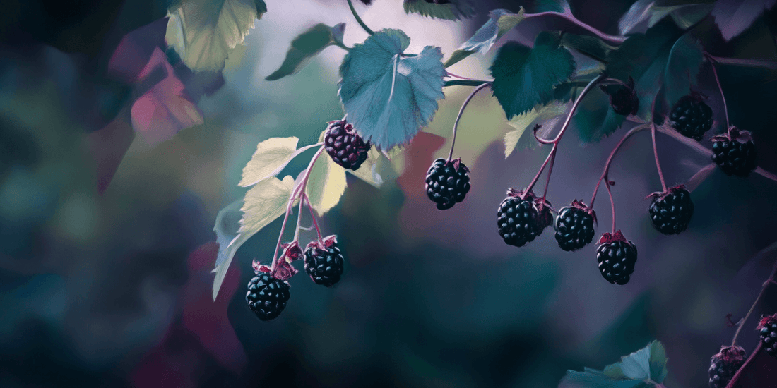 Ripe blackberries hanging from leafy canes