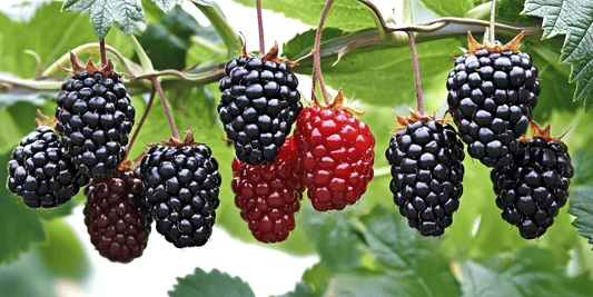 Blackberries and red unripe berries hanging on canes
