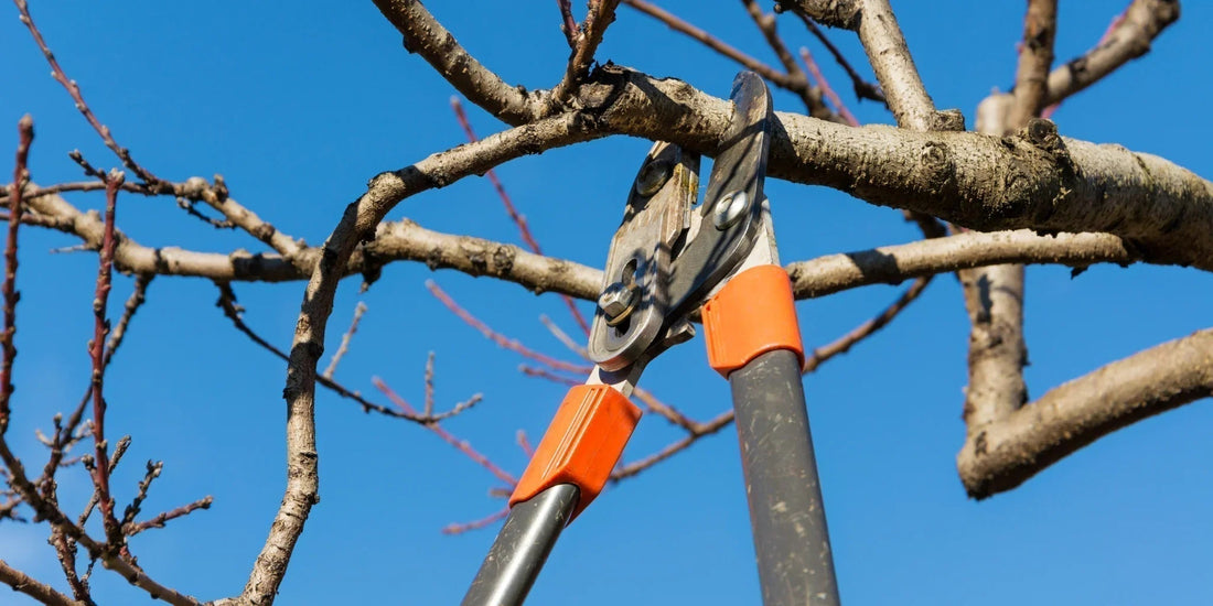 Young fruit tree trained with well-spaced scaffold branches