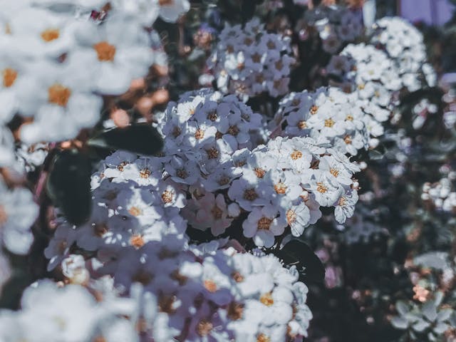 Yarrow flower clusters blooming outdoors
