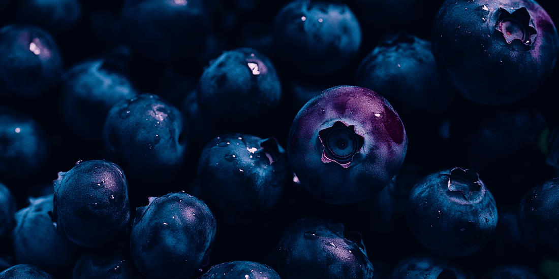 Planting Blueberries: A Step-by-Step Guide - Grow Organic
