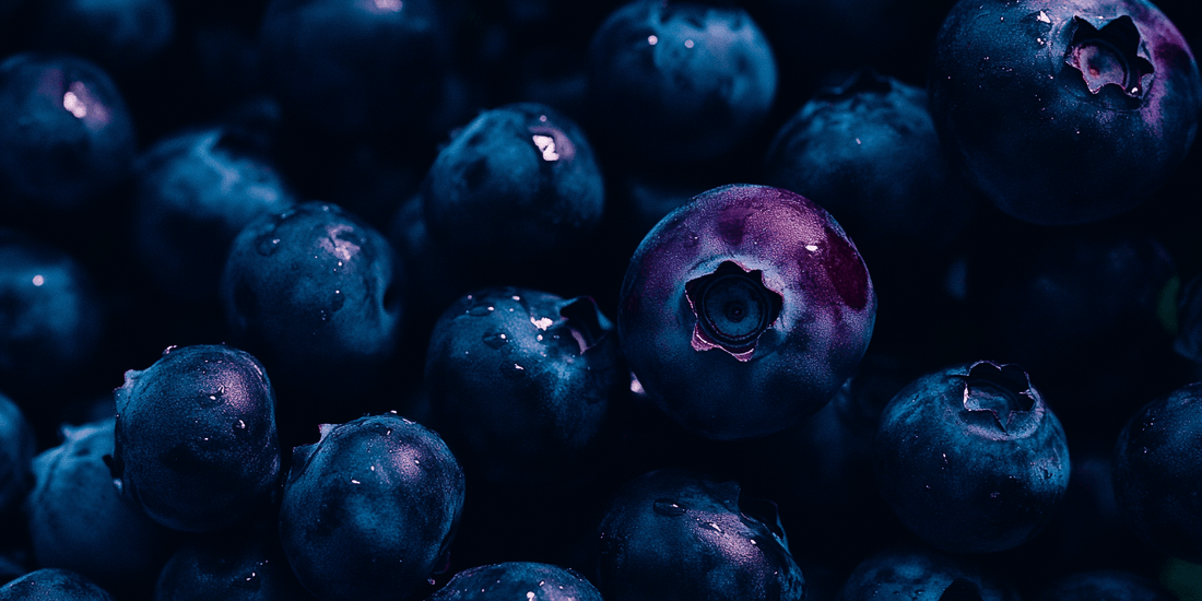 Ripe blueberries and green foliage on an established plant