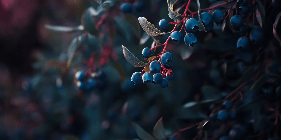 Ripe blueberries hanging on a branch