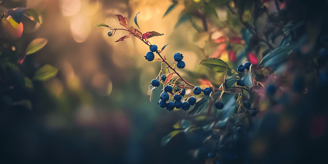 Blueberry clusters in warm sunlight
