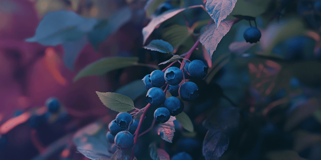 Ripe blueberries hanging among dark leaves