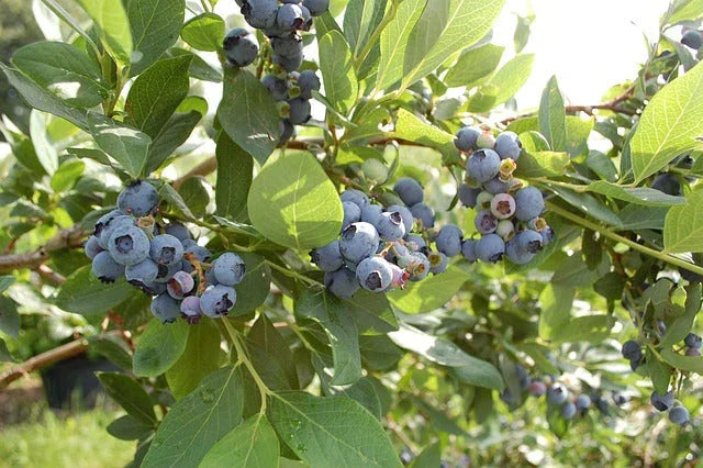 Ripe blueberries growing on a leafy bush