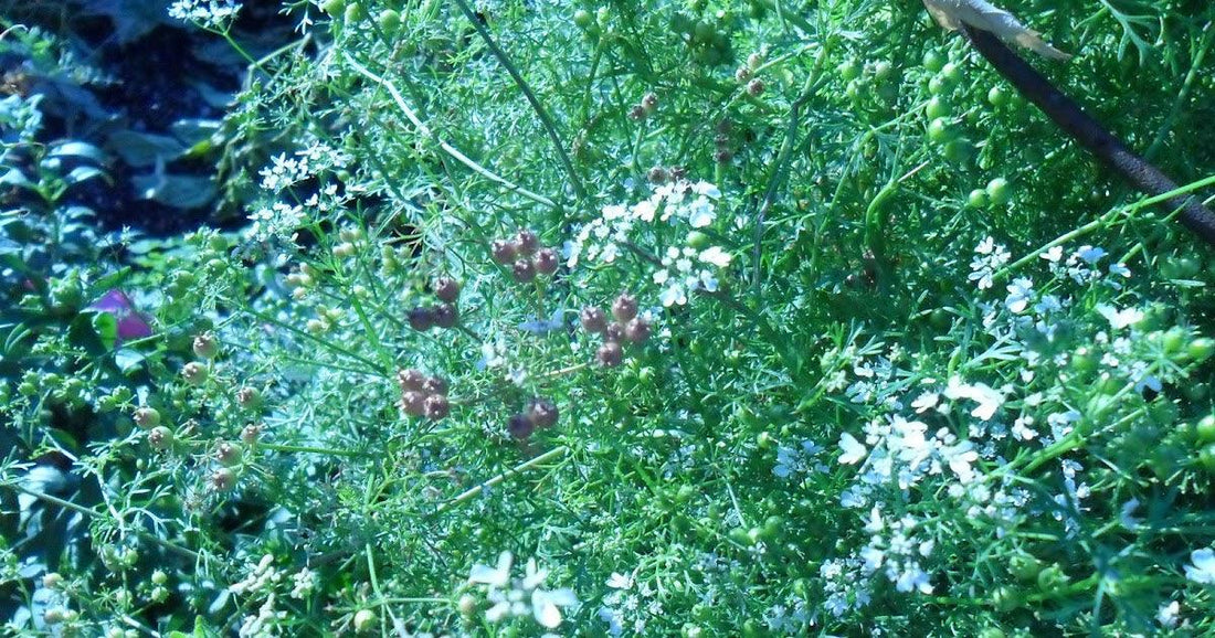 Flowering cilantro with developing seed heads