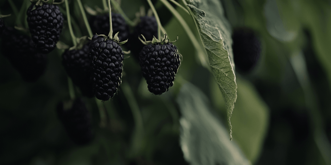 Ripe boysenberries hanging on a cane