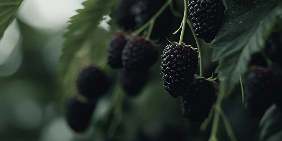 Dark boysenberries hanging beneath leaves
