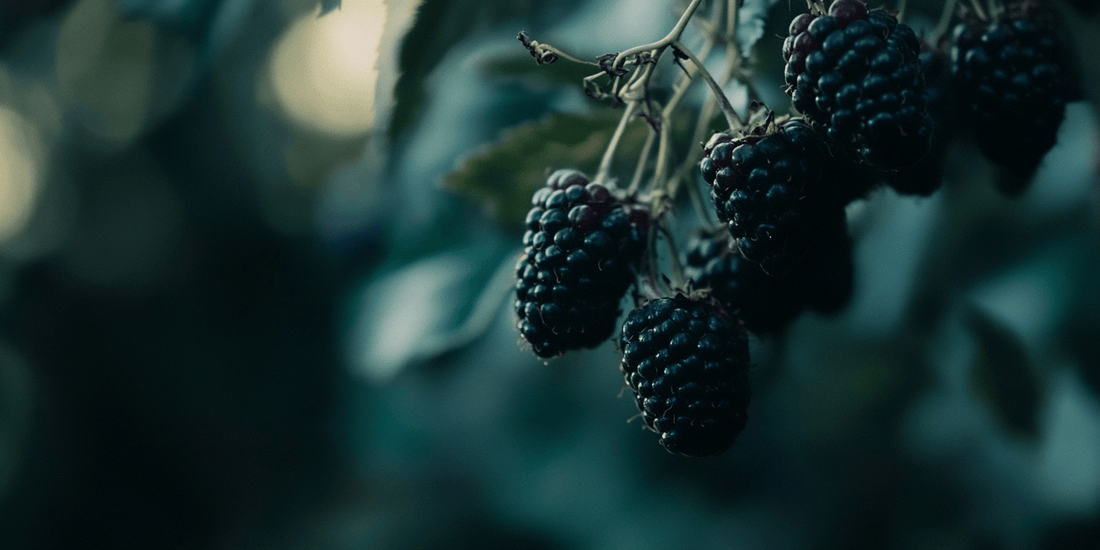 Ripe boysenberries hanging from a cane