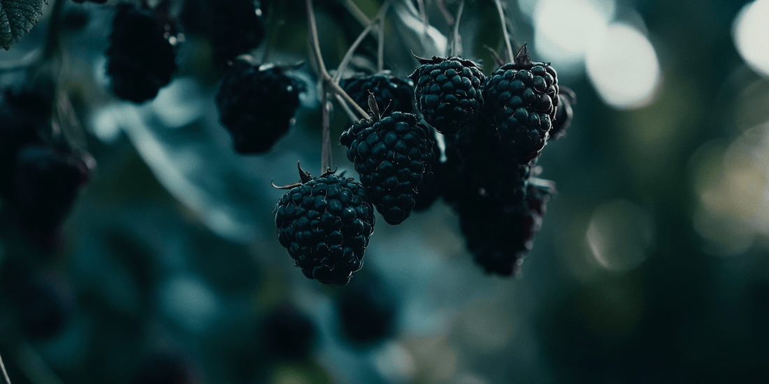 Ripe boysenberries in cool shaded light