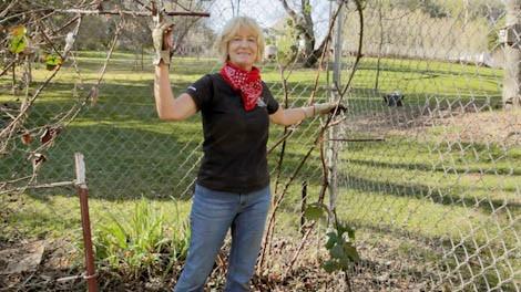 Tips on Growing and Pruning Raspberries & Blackberries - Grow Organic