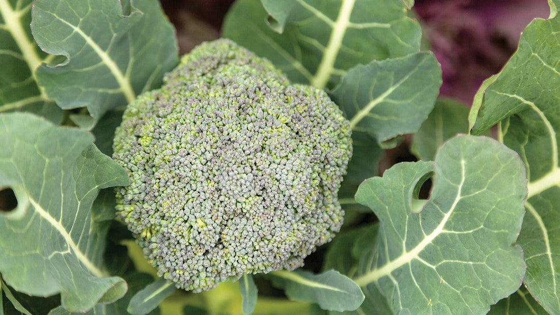 Green broccoli head growing among large leaves